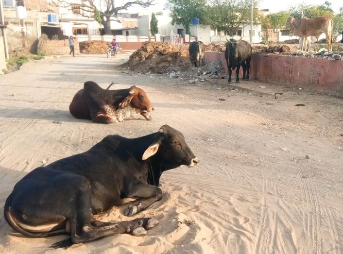  बेजुबानों पर इंसानियत दिखाने का वक्त