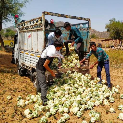  श्रीराम गौशाला की गायों को चारा उपलब्ध कराने के लिए भामाशाह आये आगे